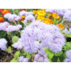 Żeniszek meksykański białoniebieski - 1440 nasion