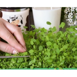 Microgreens - Spring breakfast - nasiona idealne jako dodatek do śniadania - zestaw 6 szt. + pojemnik do uprawy