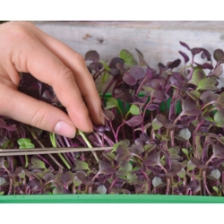 Microgreens - Diablo - Pikantna mieszanka nasion - zestaw 10 szt. + pojemnik do uprawy