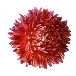 Hiszpańska flaga - zestaw 3 odmian nasion kwiatów