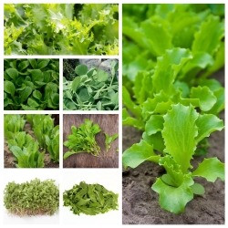 Baby leaf - zestaw 8 odmian nasion