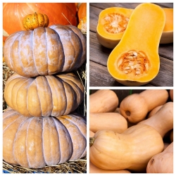 Dynia piżmowa - zestaw 3 odmian nasion warzyw