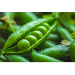 Groch siewny łuskowy Walor - średniowczesny