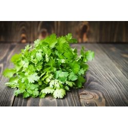 Mini ogród - Kolendra - do uprawy na balkonach i tarasach