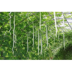 Tykwa pospolita - Sicilian Snake