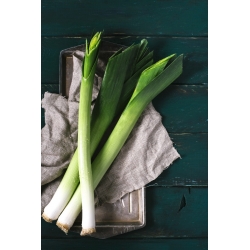 Por Janosik - późny, zimujący w polu - 320 nasion