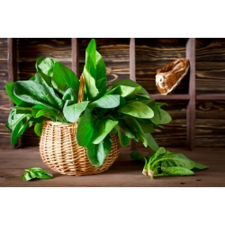 Szpinak Orbita - 950 nasion