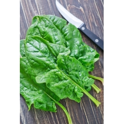 Szpinak Olbrzym Zimowy - 500 gram - 40000 nasion