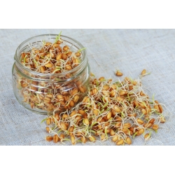 BIO Nasiona na kiełki -  Pszenica - certyfikowane nasiona ekologiczne