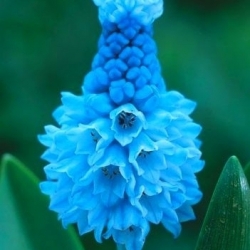 Szafirek błękitny - Muscari azureum - 10 cebulek