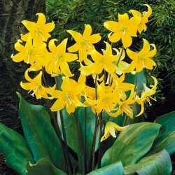 Psiząb Pagoda - 2 cebulki