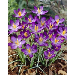 Krokus Whitewell Purple - 10 szt.