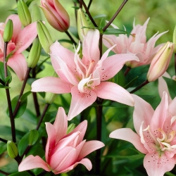 Lilia azjatycka pełna - Elodie