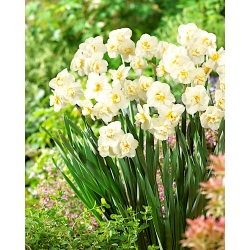 Narcyz pachnący Cheerfulness - 5 cebulek