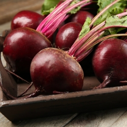 Burak ćwikłowy Jawor - kulisty, bardzo plenny - 500 nasion