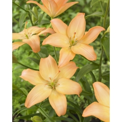 Lilia azjatycka - Easy Whisper