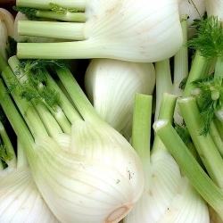 Fenkuł, Koper włoski - Mammouth - 200 nasion