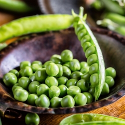 Groch siewny łuskowy Biznes - średniopóźny