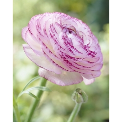 Jaskier Aviv Picotee Pink - 10 cebulek