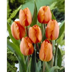 Tulipan pomarańczowy Orange - 5 cebulek