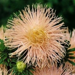 Aster chiński igiełkowy łososiowy - 500 nasion