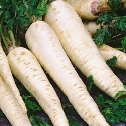 Pietruszka Lenka - 3000 nasion