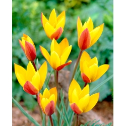 Tulipan Chrysantha - opak. 5 szt.