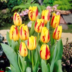 Tulipan Triumpha Washington - opak. 5 cebulek
