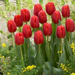 Tulipan czerwony Red - 50 cebulek - paczka XXL!