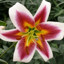 Lilia drzewiasta - Robert Griesbach