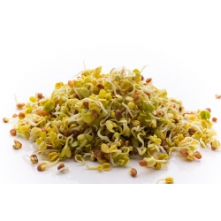 BIO EKO Nasiona na kiełki - Rzodkiewka - Certyfikowane nasiona ekologiczne