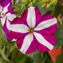Petunia dwubarwna STARLET 2 - 80 nasion