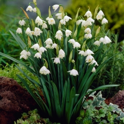 Śnieżyca letnia - 5 cebulek