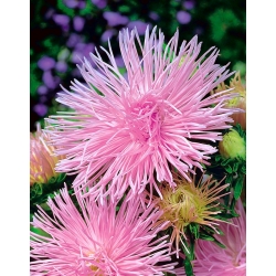 Aster chiński igiełkowy Figaro