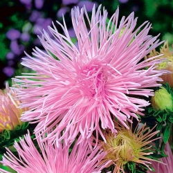 Aster chiński igiełkowy Figaro