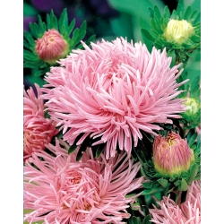 Aster chiński igiełkowy różowy - 500 nasion
