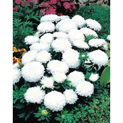 Aster chiński Milady White - 500 nasion