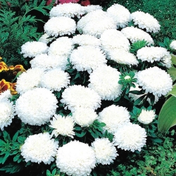 Aster chiński Milady White - 500 nasion