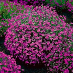 Lobelia przylądkowa karminowo-czerwona - Stroiczka - 3200 nasion