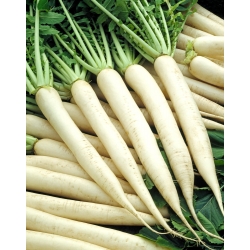 Rzodkiew Mino Early - letnia, wydłużona, biała - 300 nasion