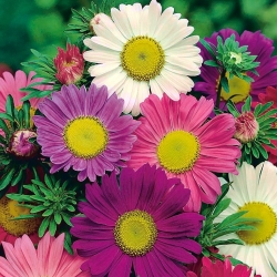 Aster chiński Madeleine - mieszanka o kwiatach pojedynczych - 500 nasion