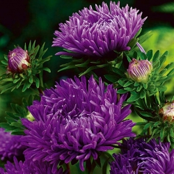 Aster chiński peoniowy fioletowy - 500 nasion