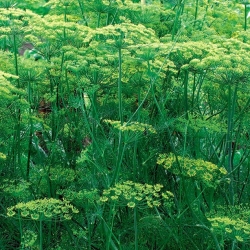 Koper ogrodowy Bouquet – do doniczek- nasiona otoczkowane - 300 nasion