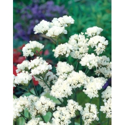 Zatrwian wrębny - biały - 105 nasion