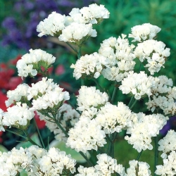 Zatrwian wrębny - biały - 105 nasion