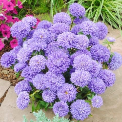 Aster Milady Lilac - 500 nasion