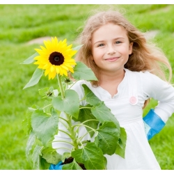 Wesoły ogródek - Słoneczniki agenciki - Nasiona do uprawy dla dzieci!