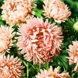 Aster chiński peoniowy łososiowy- Janina - 250 nasion