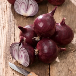 Cebula Karmen - 1875 nasion