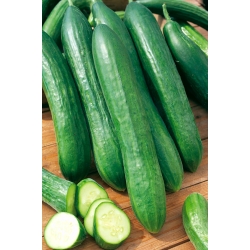 Ogórek sałatkowy - Tessa - idealny na mizerię lub knapkę! - 105 nasion